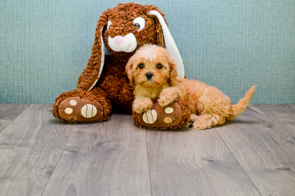 Cavapoo Pup Being Cute