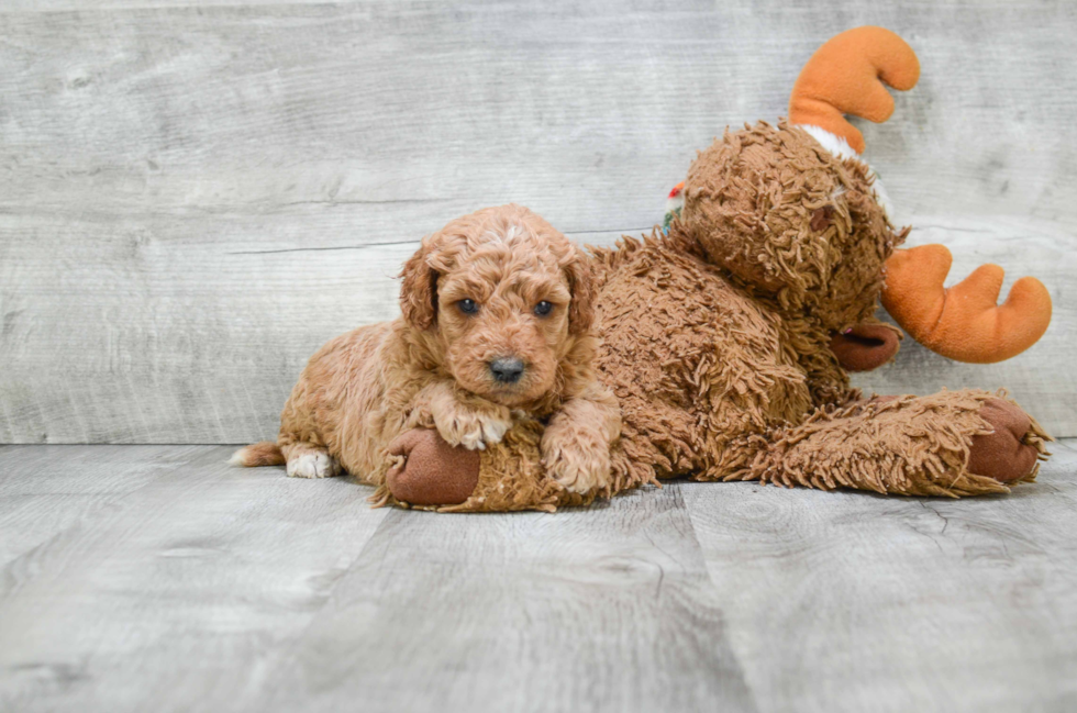 Mini Goldendoodle Pup Being Cute