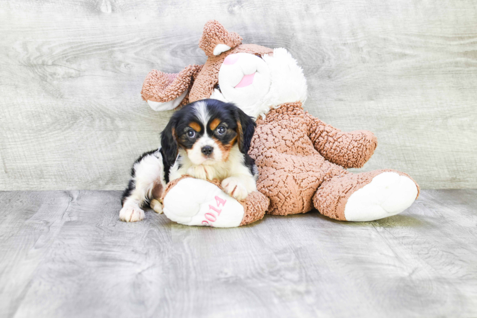 Cavalier King Charles Spaniel Pup Being Cute