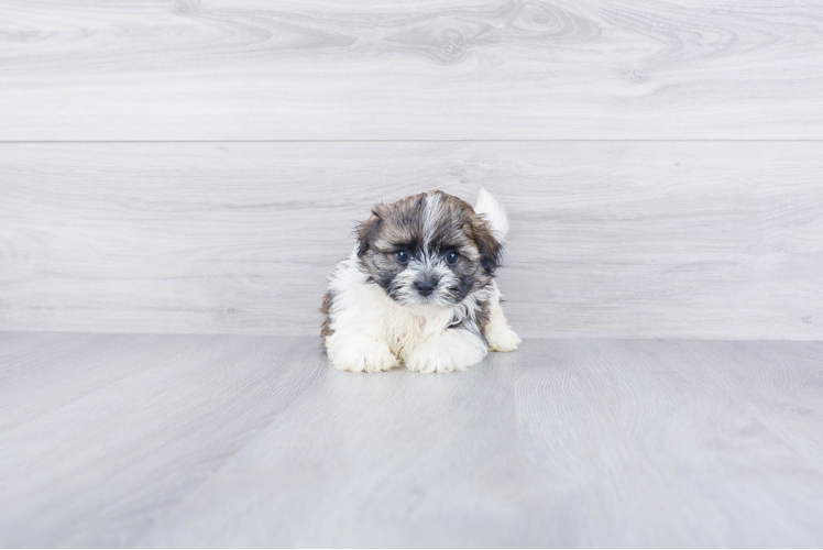 Little Shichon Designer Puppy