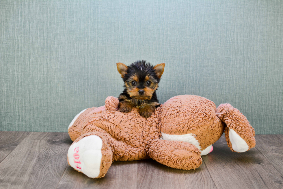 Meet Heidi - our Yorkshire Terrier Puppy Photo 