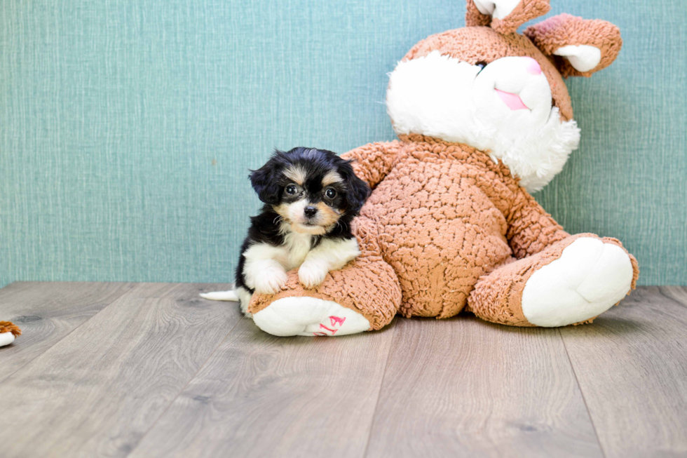 Cute Cavachon Baby