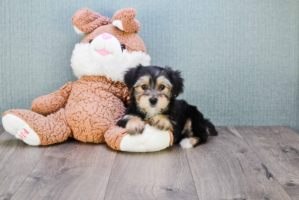 Morkie Puppy for Adoption