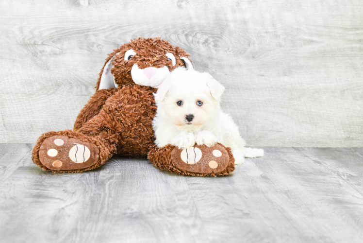 Playful Maltese Baby