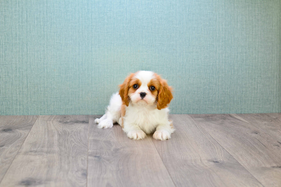 Friendly Cavalier King Charles Spaniel Purebred Pup