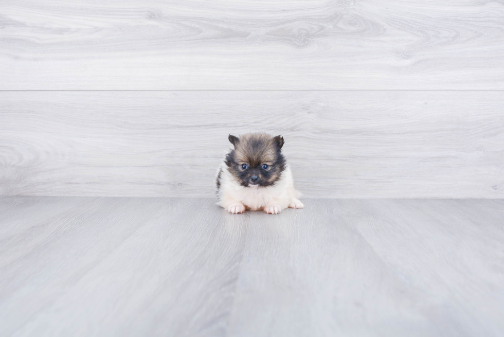 Pomeranian Puppy for Adoption