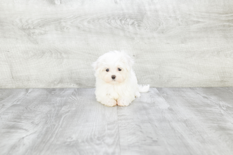 Maltese Pup Being Cute