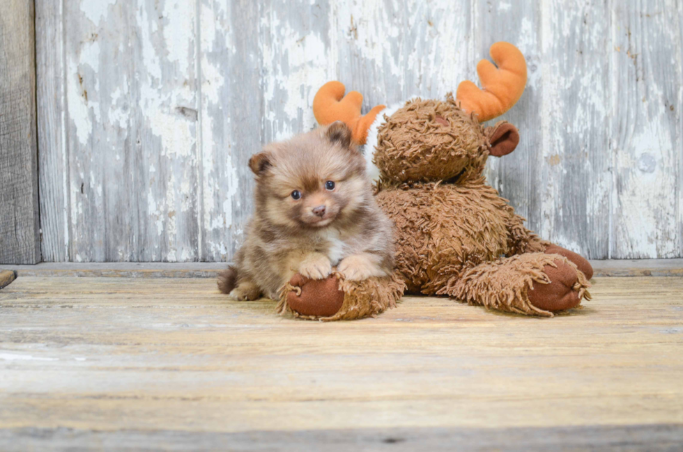 Funny Pomeranian Purebred Pup