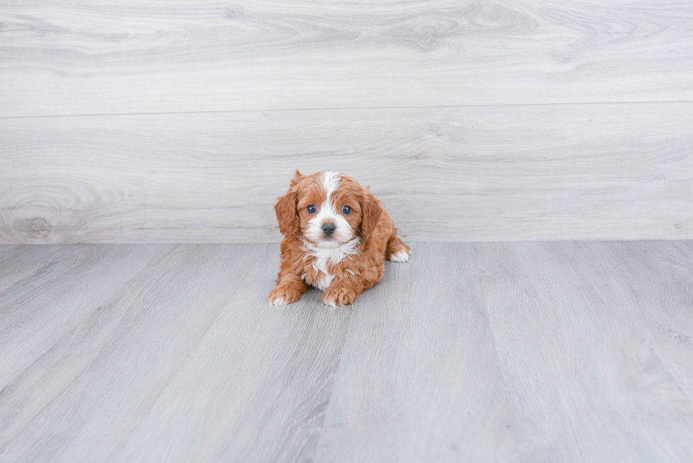 Funny Cavapoo Poodle Mix Pup