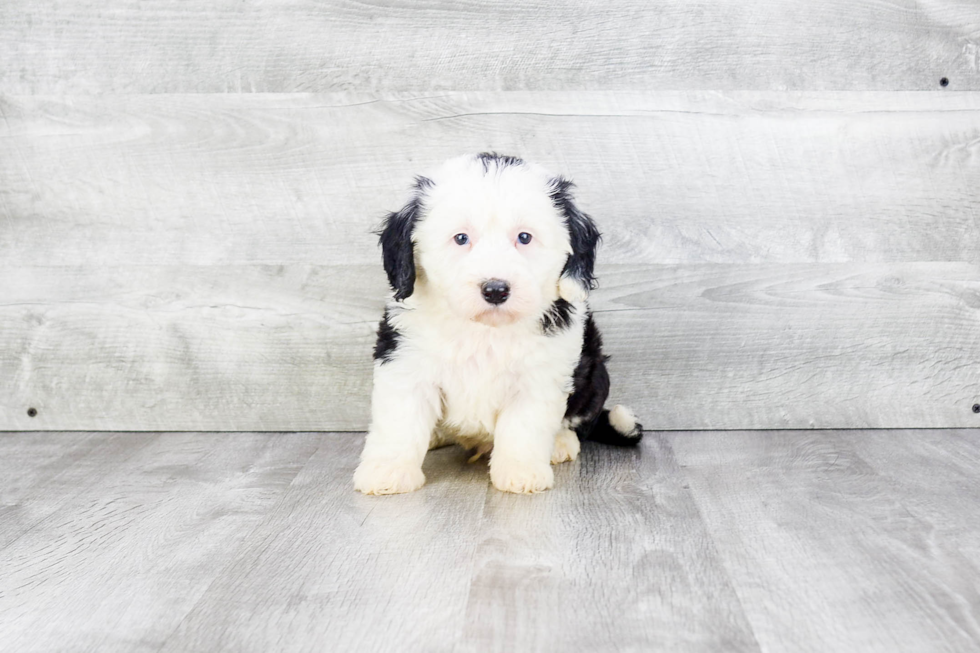 Smart Mini Sheepadoodle Poodle Mix Pup