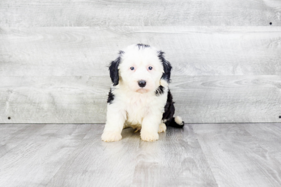 Smart Mini Sheepadoodle Poodle Mix Pup