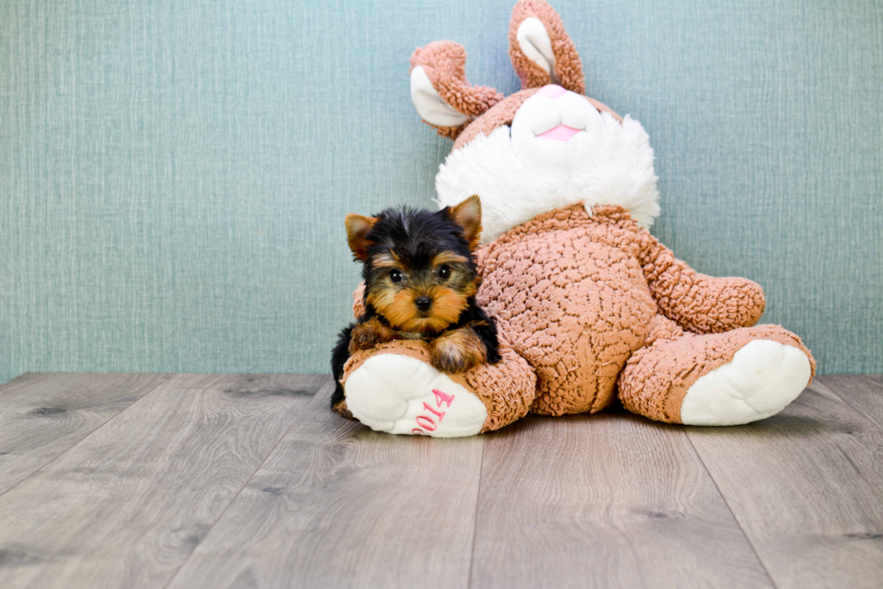 Meet Giselle - our Yorkshire Terrier Puppy Photo 