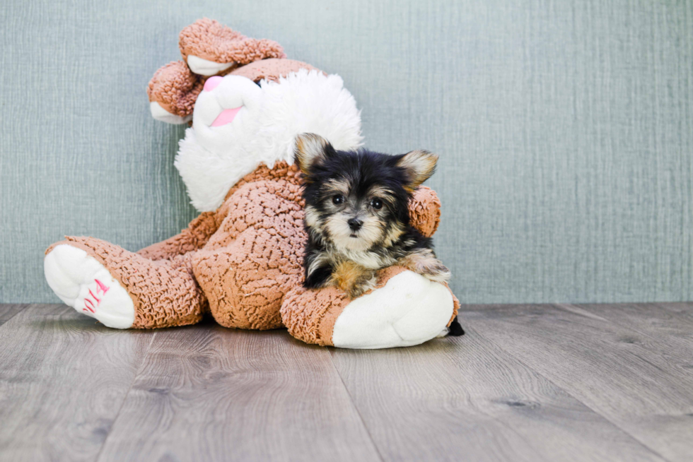 Morkie Pup Being Cute