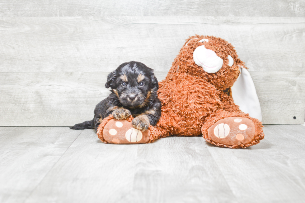 Playful Mini Berniedoodle Poodle Mix Puppy