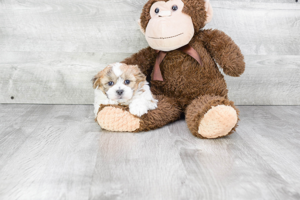 Popular Teddy Bear Designer Pup