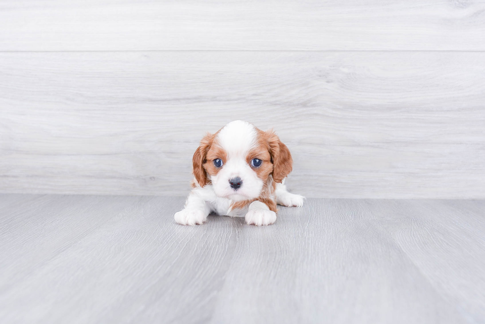 Small Cavalier King Charles Spaniel Purebred Pup