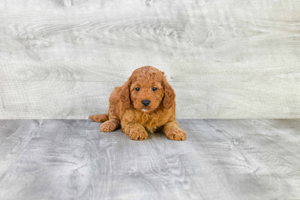 Petite Mini Goldendoodle Poodle Mix Pup