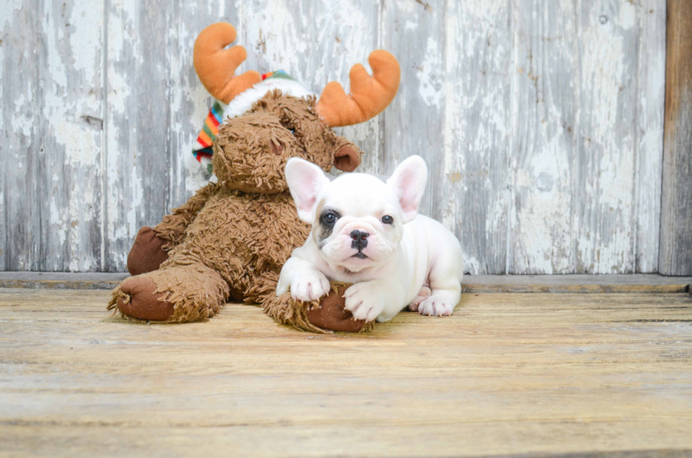 Little French Bulldog Baby