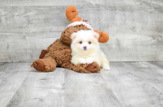 Energetic Pomeranian Purebred Puppy