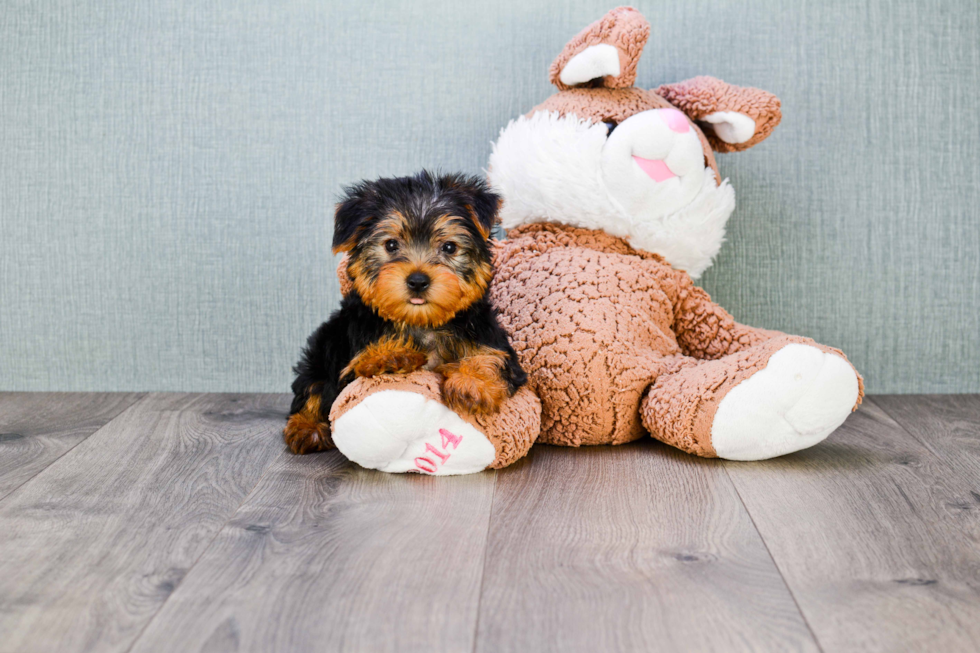 Meet Roscoe - our Yorkshire Terrier Puppy Photo 