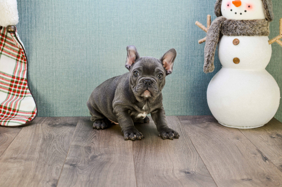 Playful French Bulldog Baby