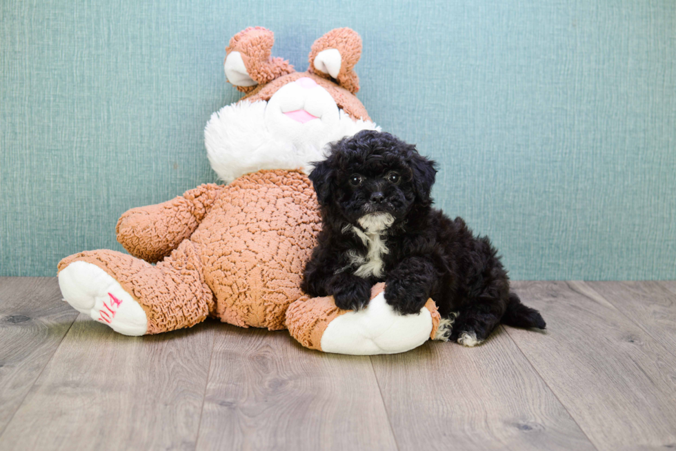 Adorable Cavoodle Poodle Mix Puppy