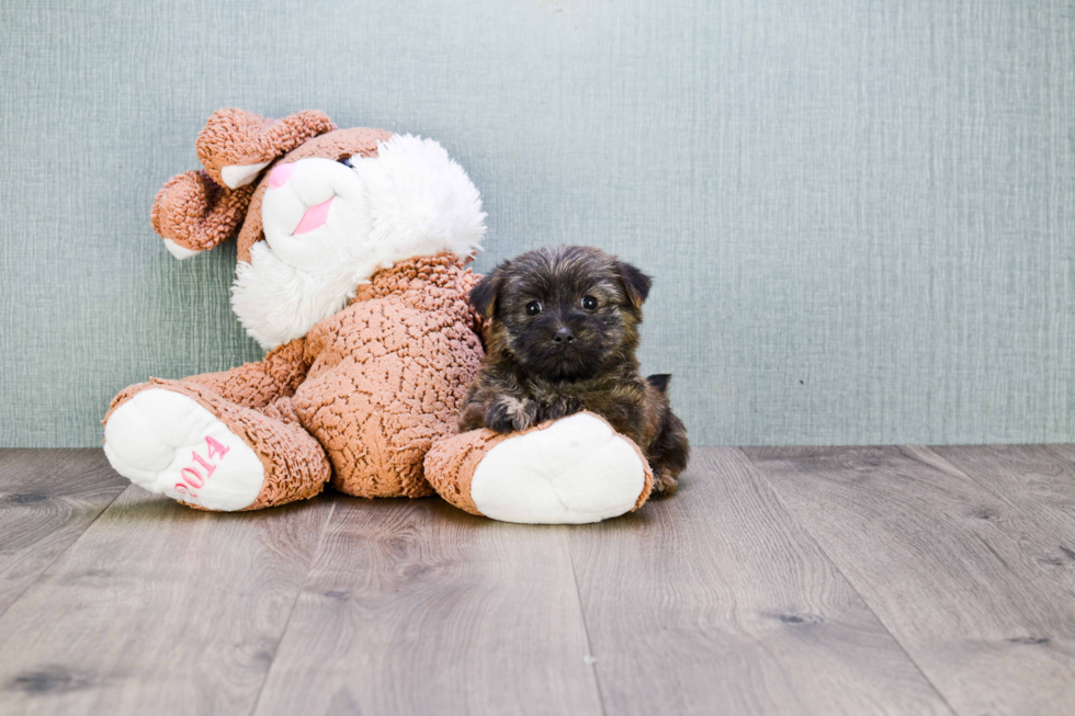 Morkie Pup Being Cute