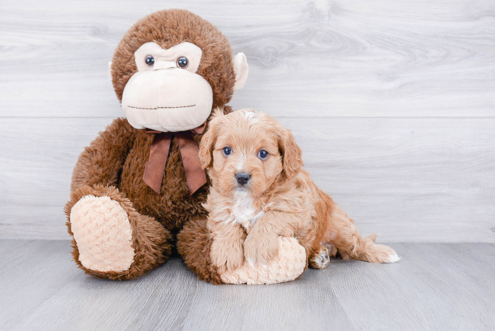 Best Cavapoo Baby