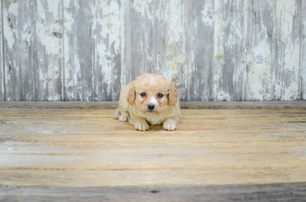 Cavapoo Puppy for Adoption
