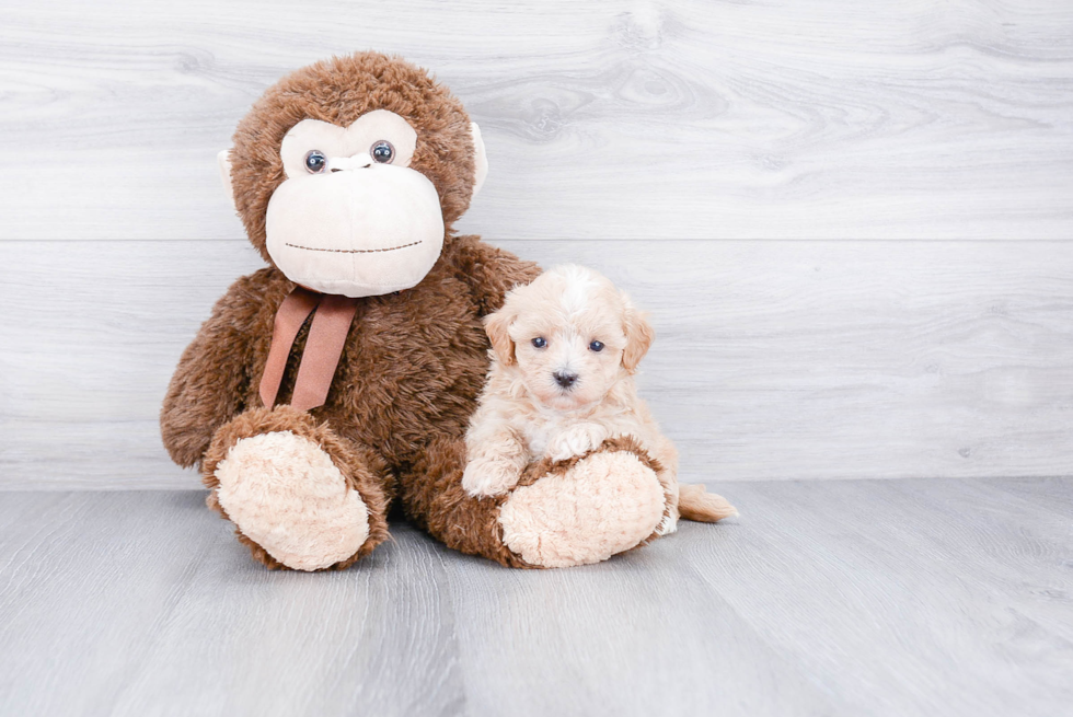 Best Maltipoo Baby