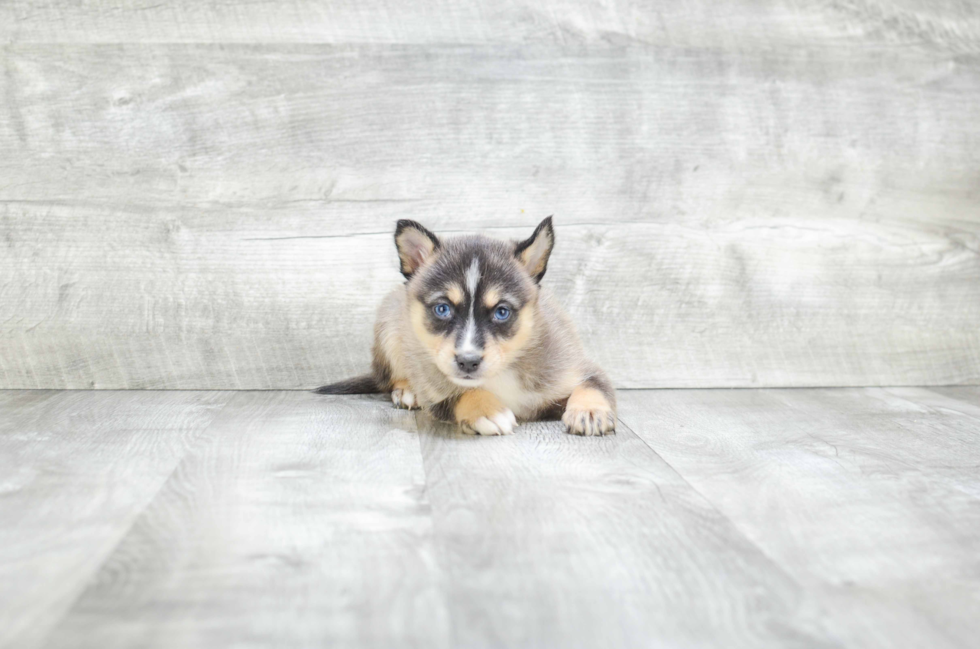 Pomsky Pup Being Cute