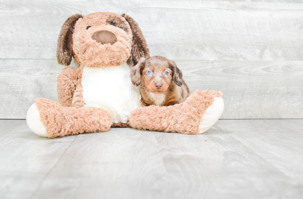 Cute Dachshund Purebred Pup