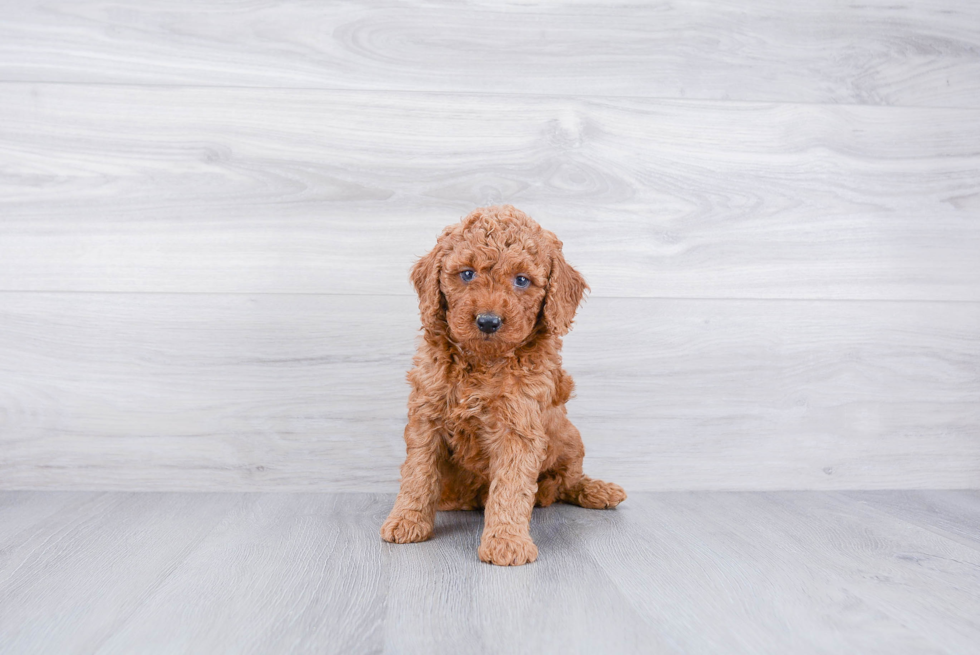 Mini Goldendoodle Pup Being Cute