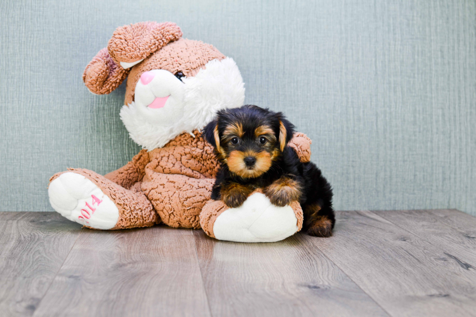 Meet Sonya - our Yorkshire Terrier Puppy Photo 