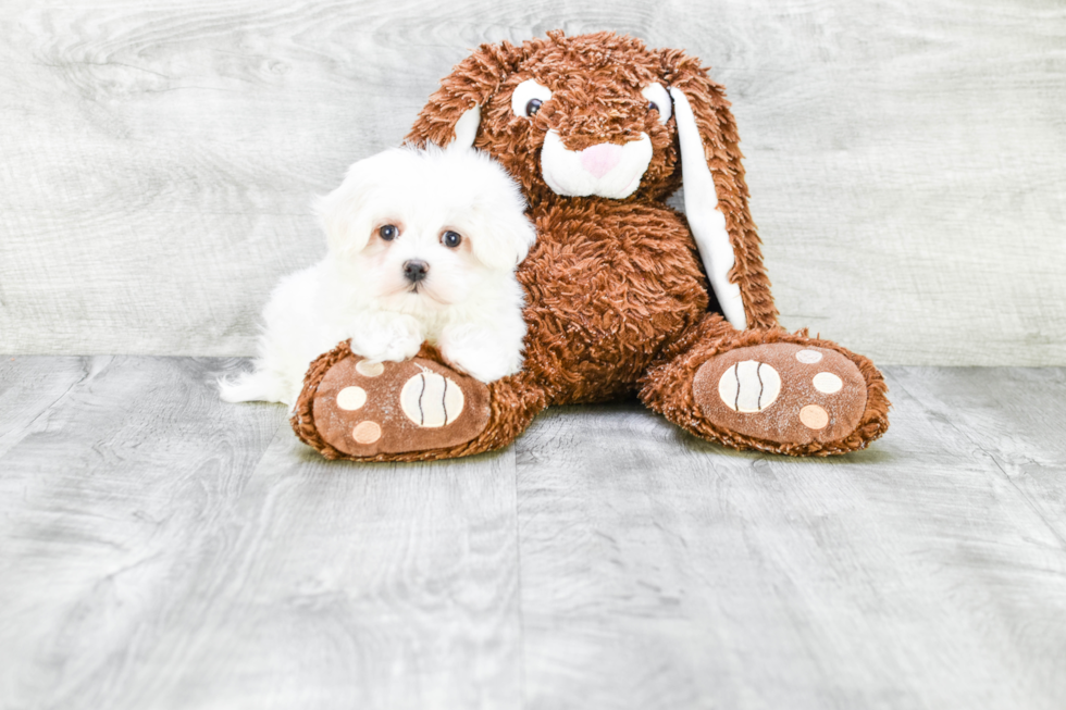 Maltese Pup Being Cute