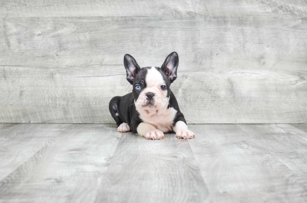 Friendly French Bulldog Baby