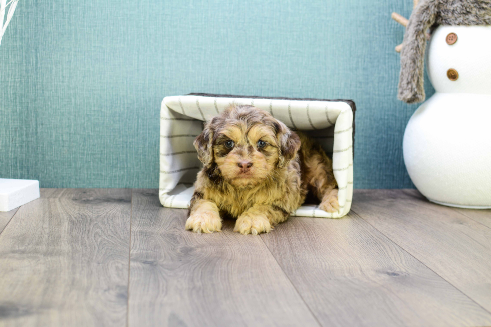 Cavapoo Pup Being Cute