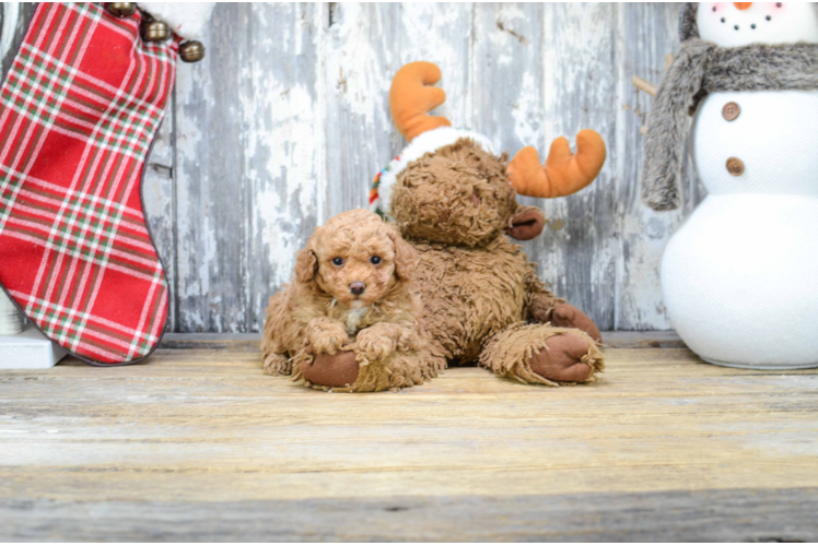 Playful Poodle Baby