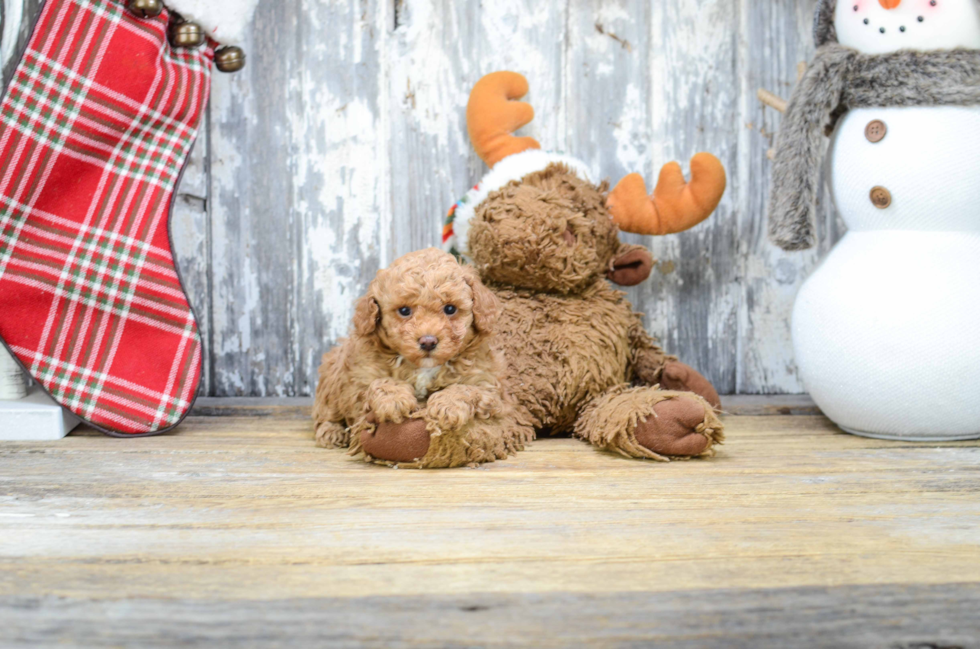 Playful Poodle Baby