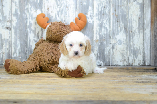 Happy Cavapoo Baby