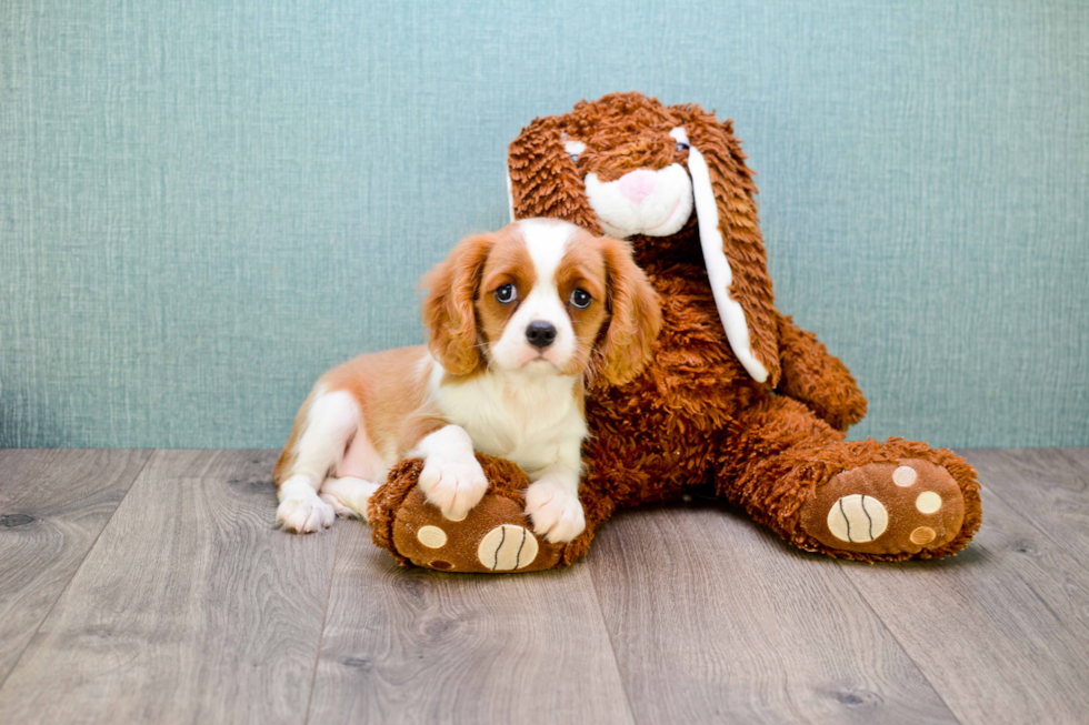 Best Cavalier King Charles Spaniel Baby