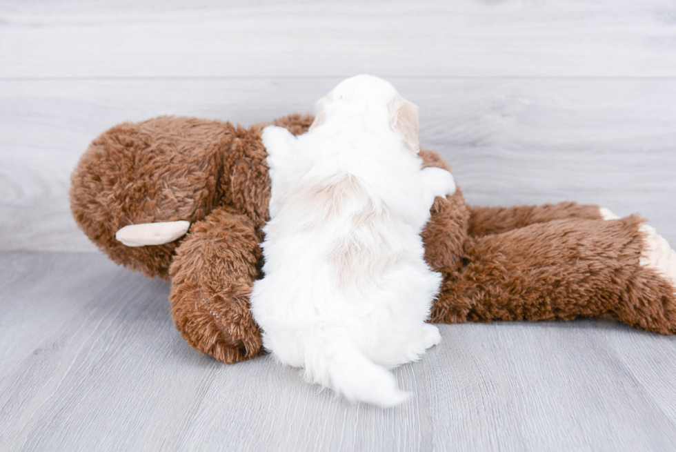 Maltipoo Pup Being Cute