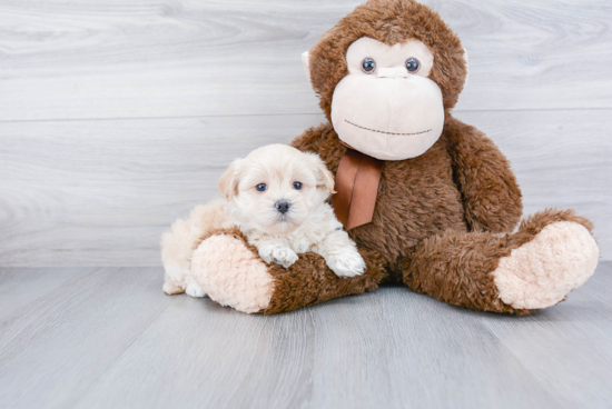 Best Maltipoo Baby