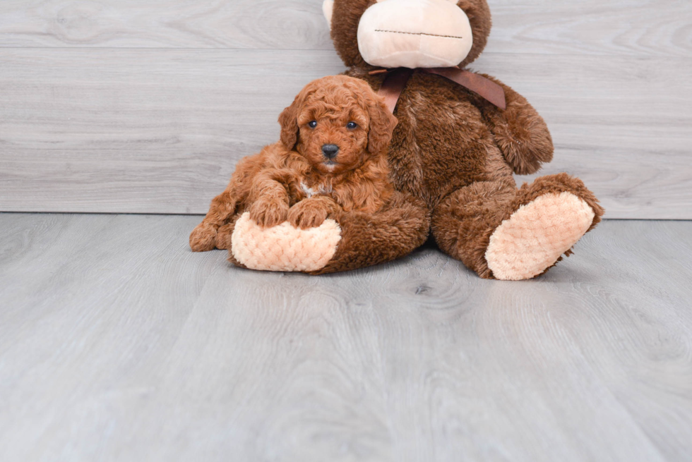 Little Golden Retriever Poodle Mix Puppy