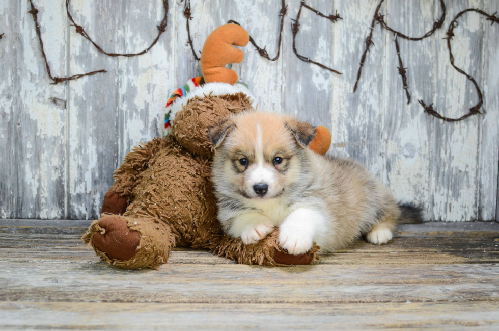 Pomsky Pup Being Cute