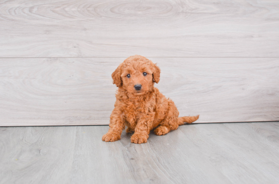 Mini Goldendoodle Pup Being Cute