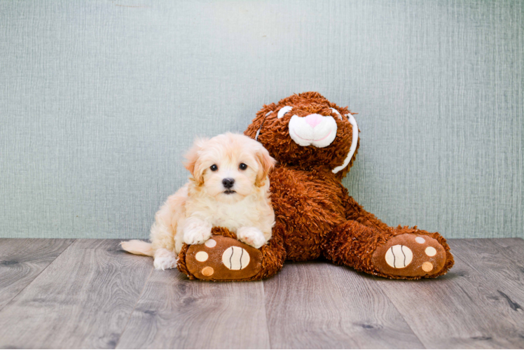 Best Maltipoo Baby