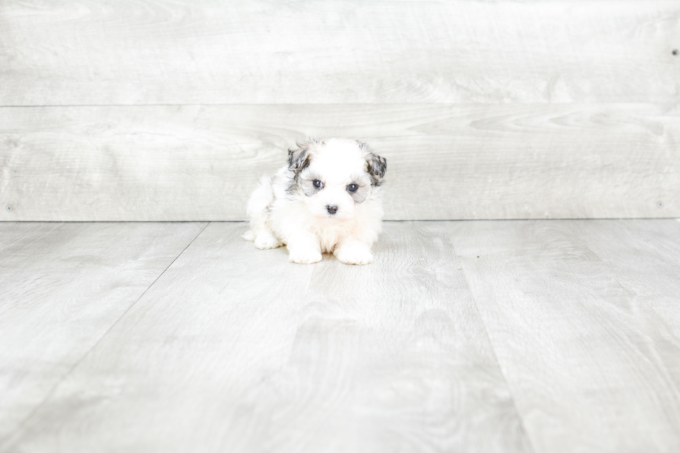 Fluffy Maltipoo Poodle Mix Pup