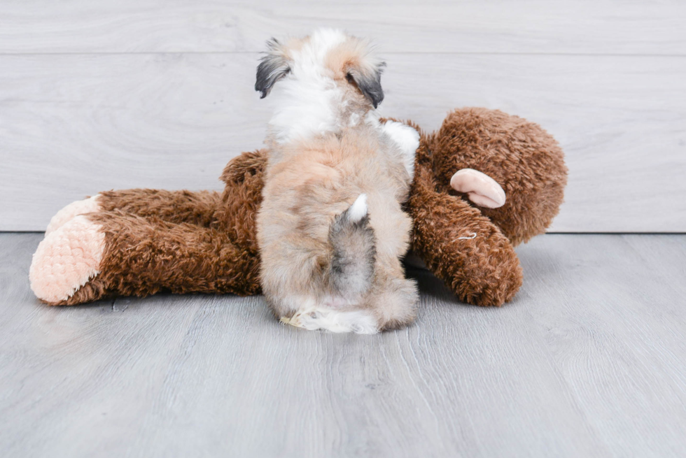 Havanese Pup Being Cute