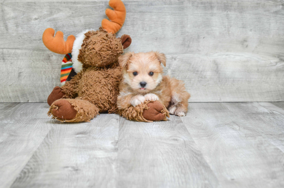 Energetic Yorkie Designer Puppy